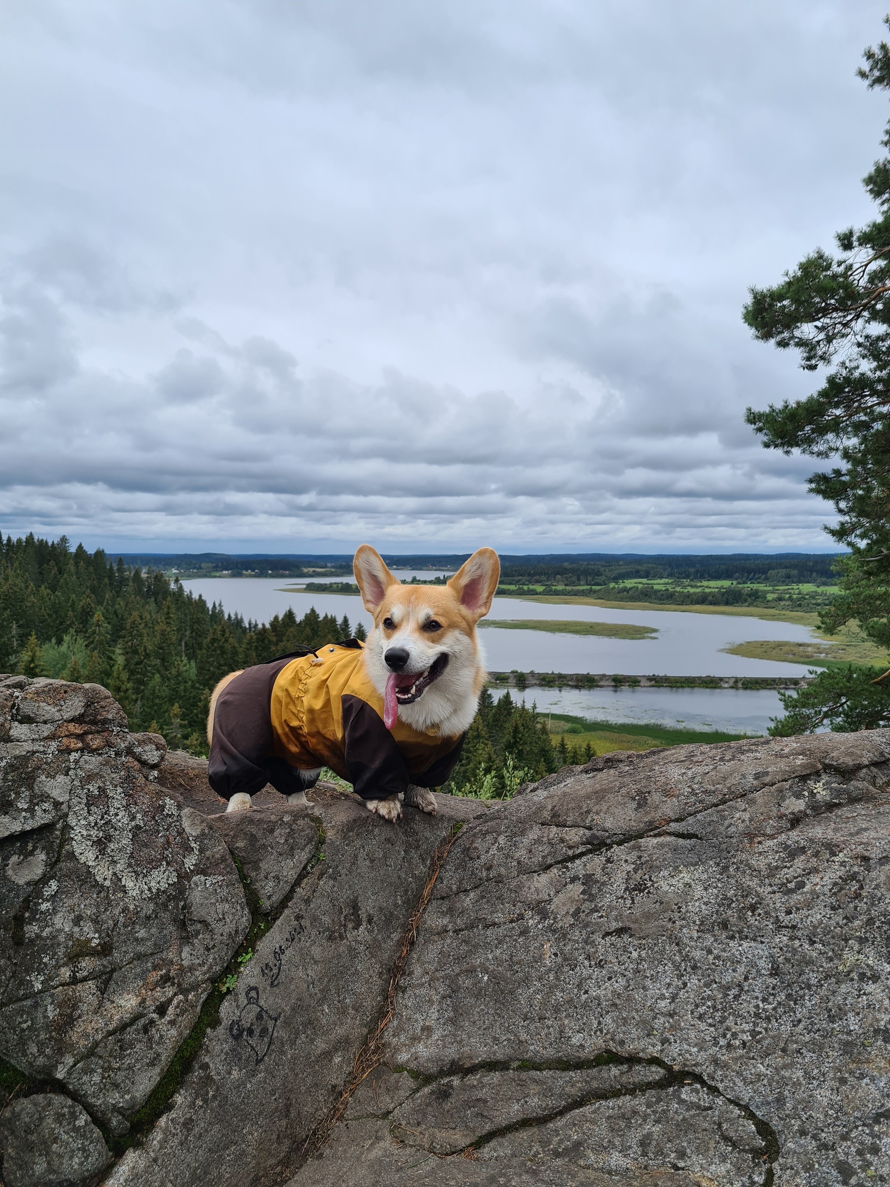 Corgik · photography by Julia Nosenko