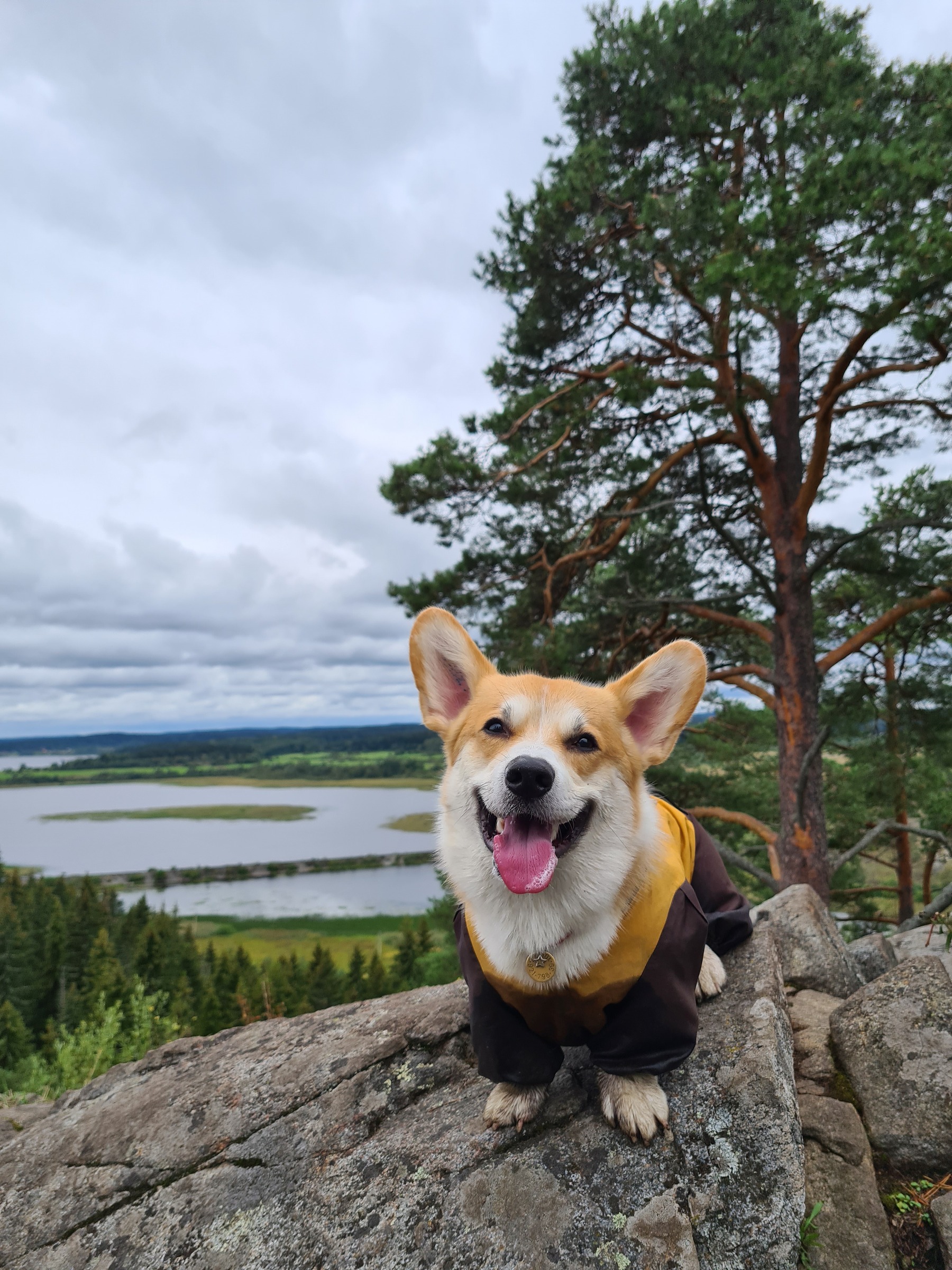 Corgik · photography by Julia Nosenko